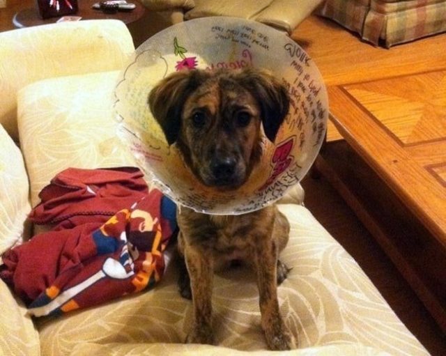 These Pets Are Making The Most Of Their Cones Funny Animal Pictures