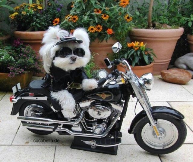 Biker Animals 24 Pics FunnyFoto