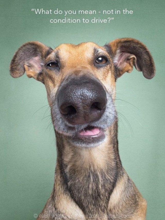 Funny Dog Portraits By Elke Vogelsang - 20 Pics - Funnyfoto