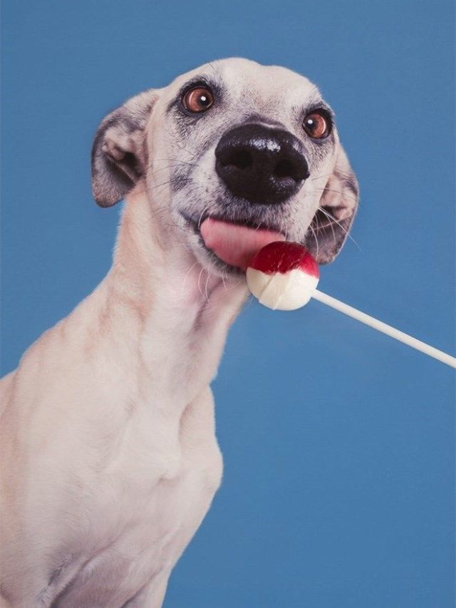 Funny Dog Portraits By Elke Vogelsang - 20 Pics – FunnyFoto - Page 3