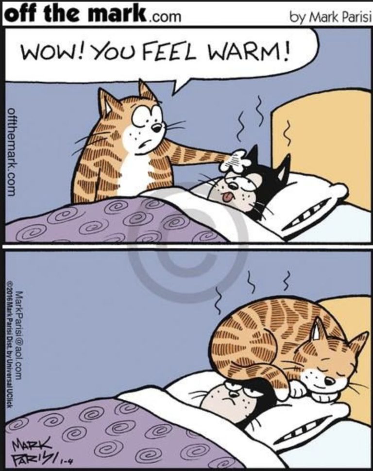 30 Cute & Funny Cats Comics FunnyFoto Page 17