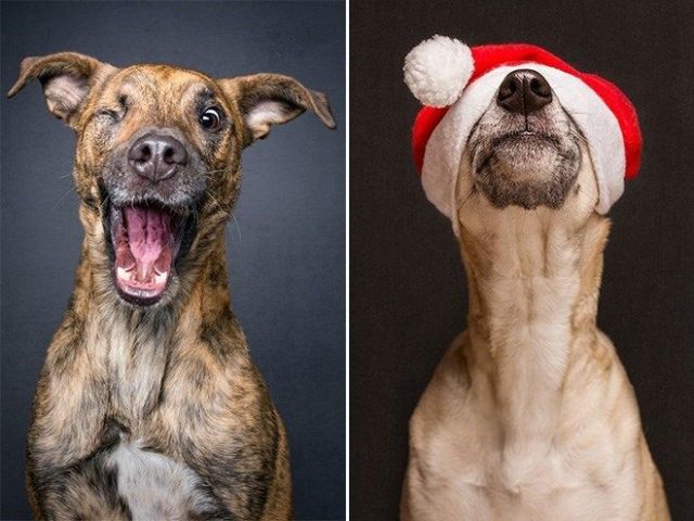 Funny Dog Portraits By Elke Vogelsang - 20 Pics – FunnyFoto - Page 18