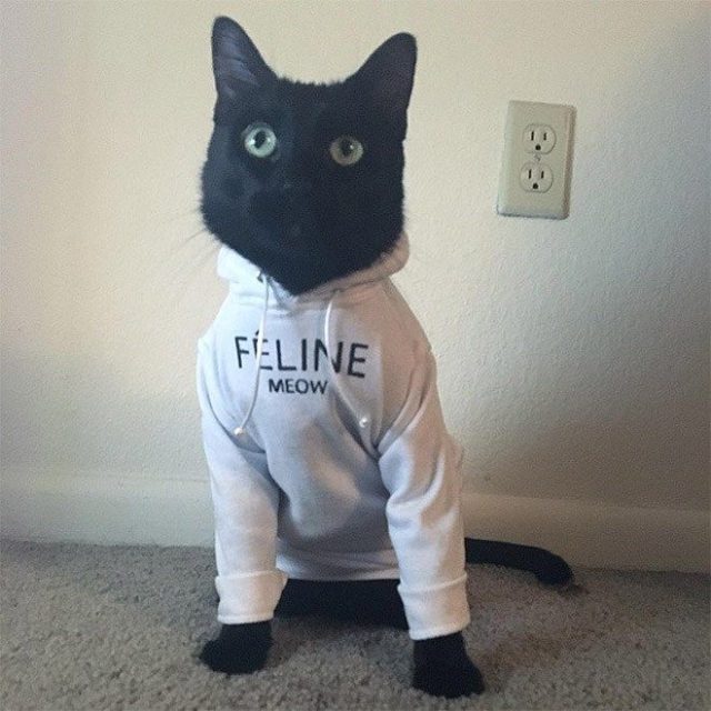 Cat Inside Hoodie
 Cats in Hoo s 17 Funny Pics – FunnyFoto Page 6