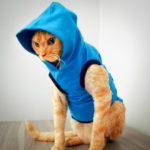 Cats in Hoodies - 17 Funny Pics – FunnyFoto - Page 7