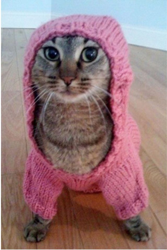 Cat Inside Hoodie
 Cats in Hoo s 17 Funny Pics – FunnyFoto Page 13