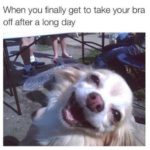 Dog Memes - 30 Pics – FunnyFoto - Page 29