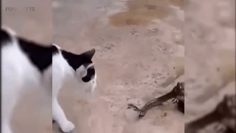 Fearless Cats Who Aren't Afraid Of Wild Animals - 10 GIFs – FunnyFoto
