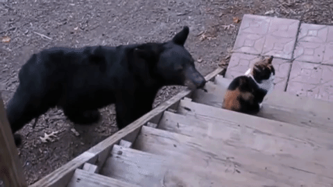 Fearless Cats Who Aren't Afraid Of Wild Animals - 10 GIFs – FunnyFoto