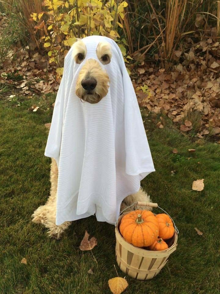 Animals in Halloween costumes - 30 Pics – FunnyFoto - Page 17