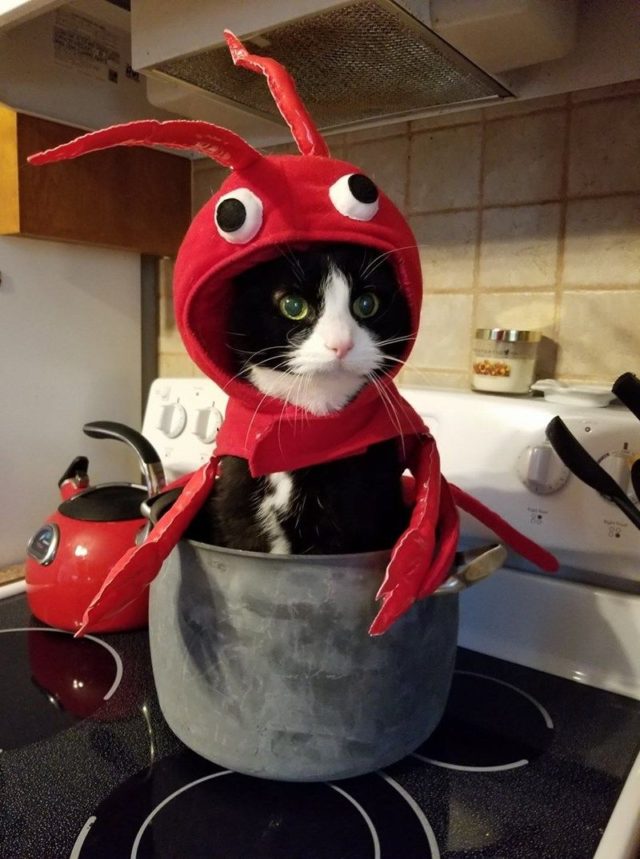 Animals in Halloween costumes 30 Pics FunnyFoto Page 21