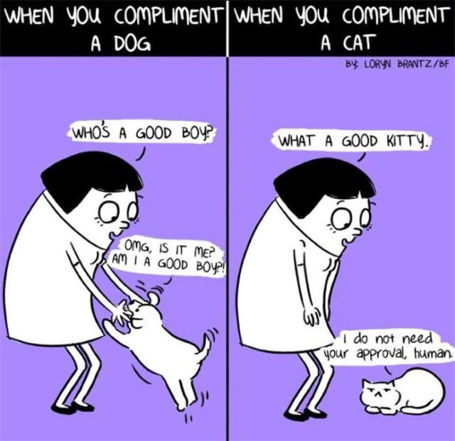 Differences Between Cats And Dogs 60 Funny Pictures FunnyFoto Page 30