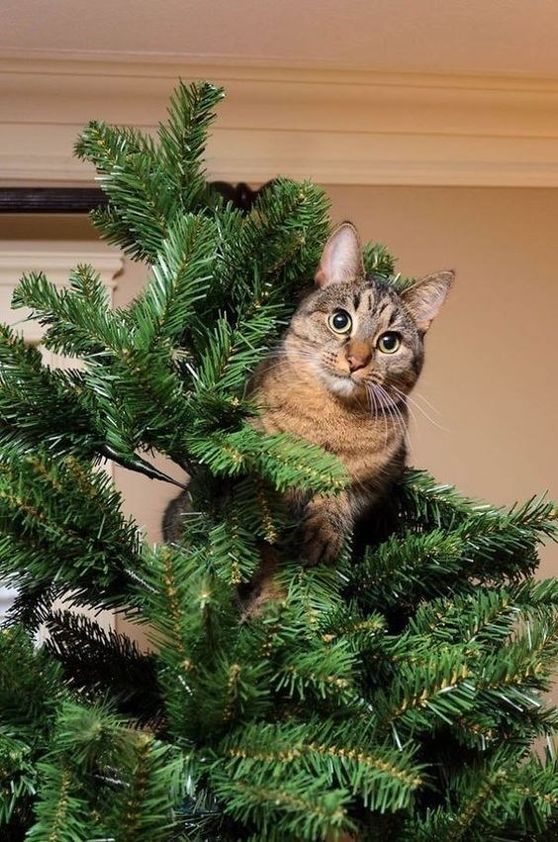 Cats and Christmas Tree - 28 Pics – FunnyFoto - Page 5