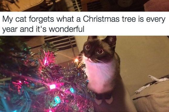 Cats and Christmas Tree - 28 Pics – FunnyFoto - Page 11