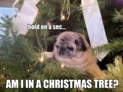 Merry Christmas - 80 Pics – FunnyFoto - Page 83