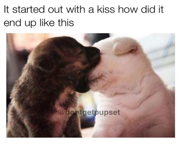 40 Funny Dog Pictures With Captions FunnyFoto Page 19