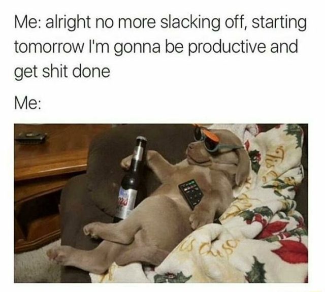 40 Funny Dog Pictures With Captions FunnyFoto Page 39