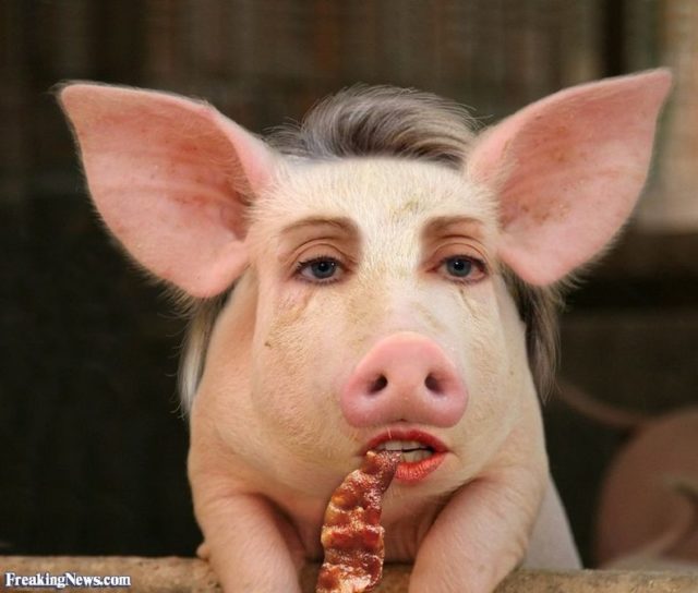 funny-pigs-pictures-funnyfoto-page-31