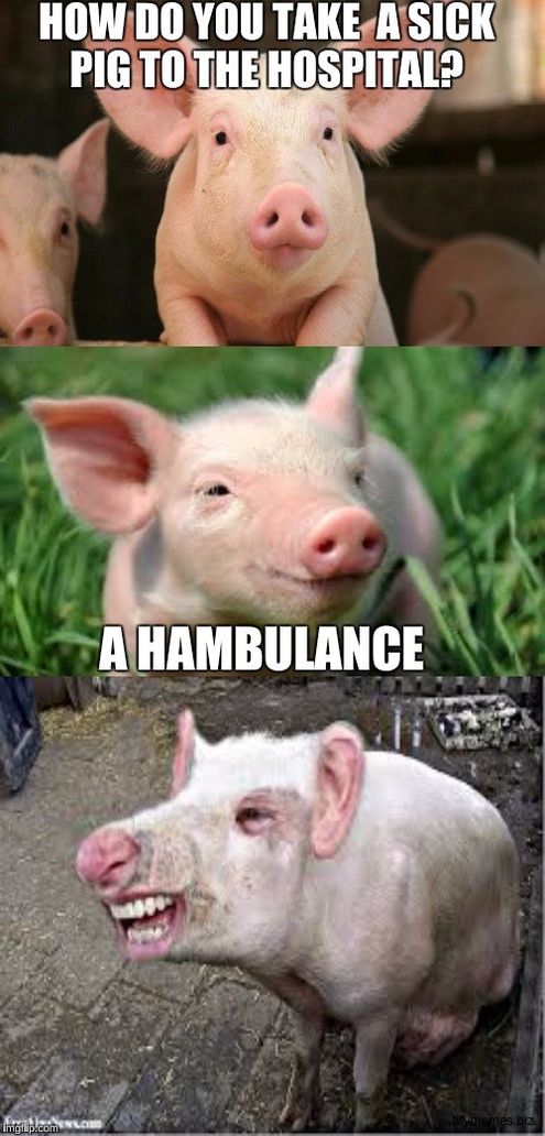 FUNNY PIGS PICTURES – FunnyFoto - Page 25