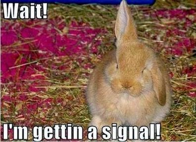 Bunny Memes – FunnyFoto