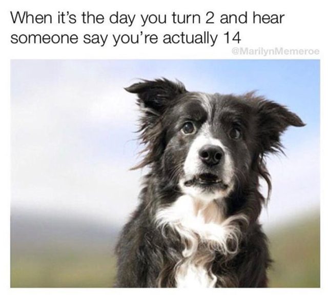 20 Dog Memes FunnyFoto Page 10