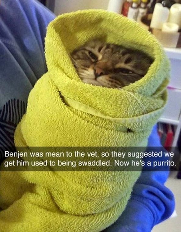Funny Snapchat Cat 10+ Pics – FunnyFoto