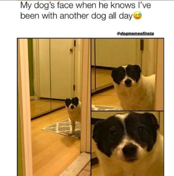 30 Hilarious Pet Memes – Funnyfoto - Page 26