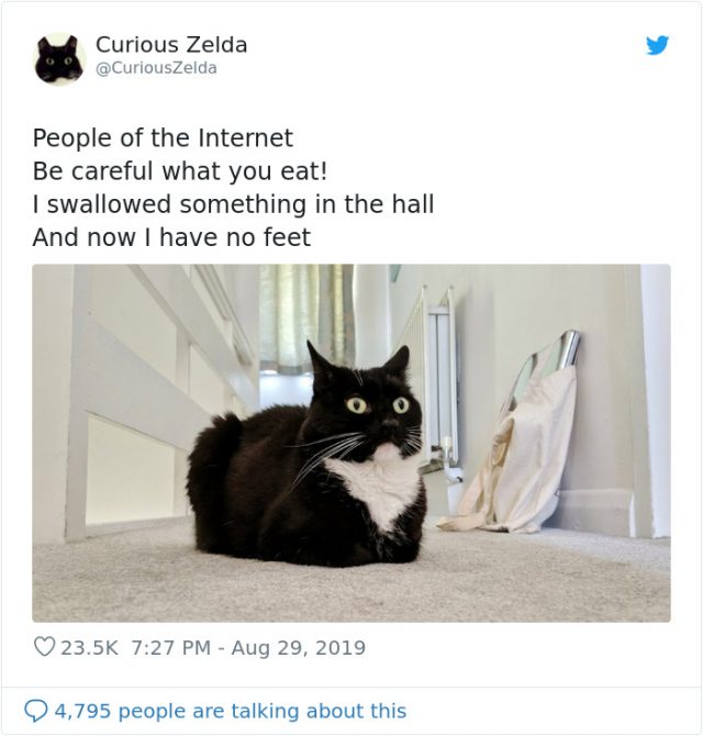 Cat Named Zelda Takes Over Twitter With Her Funny Posts - 40 Funny Pics ...