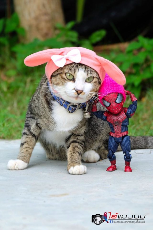 Baby Spiderman And Cats In The Funniest Scenarios (30 Pictures) – FunnyFoto