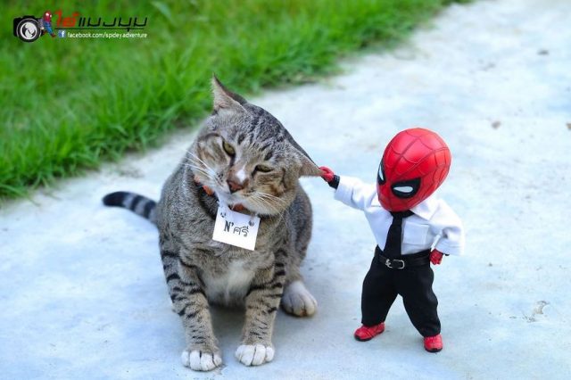 Baby Spiderman And Cats In The Funniest Scenarios (30 Pictures) – FunnyFoto