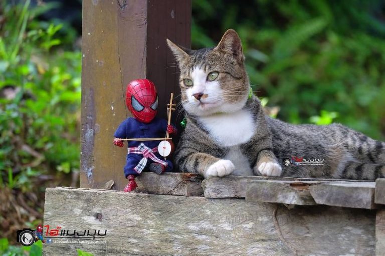 Baby Spiderman And Cats In The Funniest Scenarios (30 Pictures) – FunnyFoto