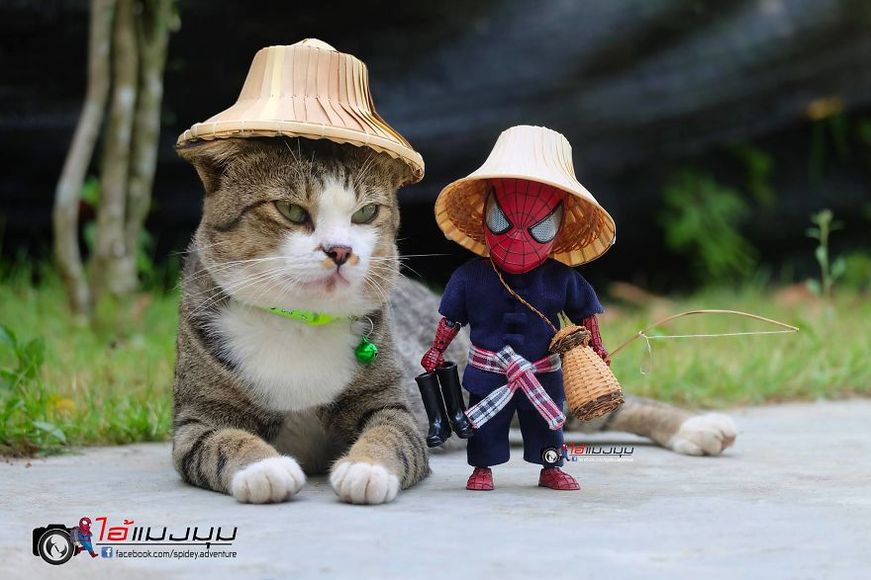 Country cats