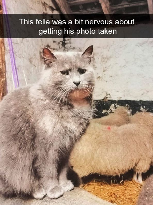 snapchat cat shirt