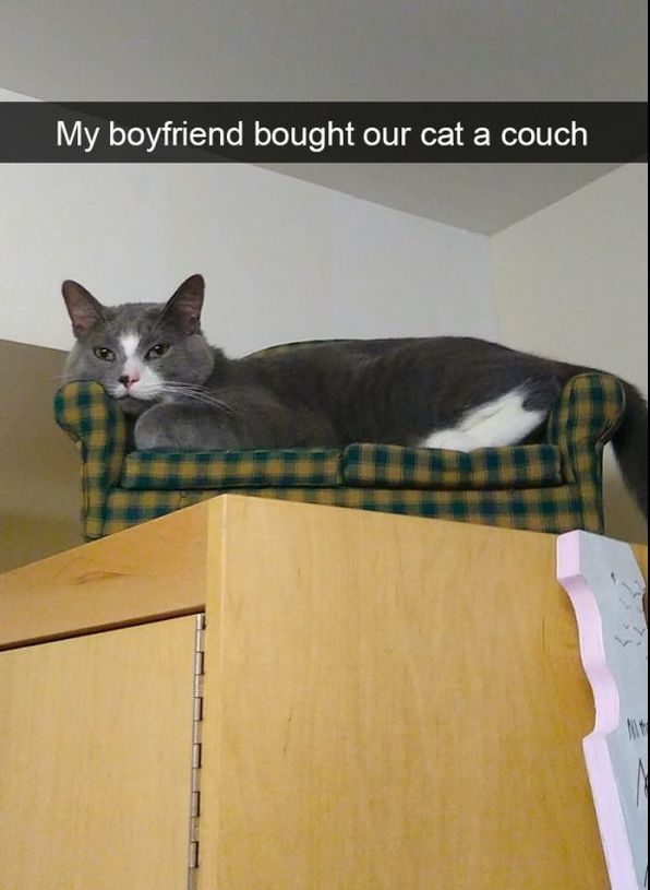 Cats are weird. That is all - 25 Funny Cats Photo – FunnyFoto - Page 15