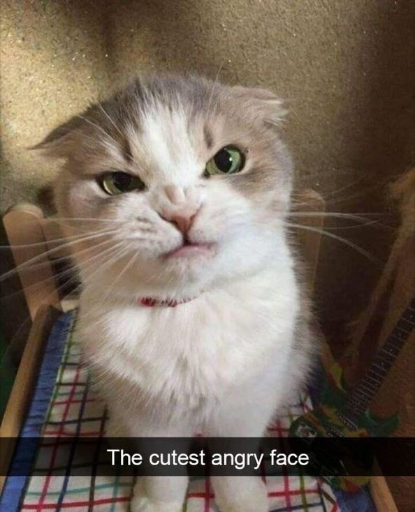 Cats are weird. That is all - 25 Funny Cats Photo – FunnyFoto - Page 8