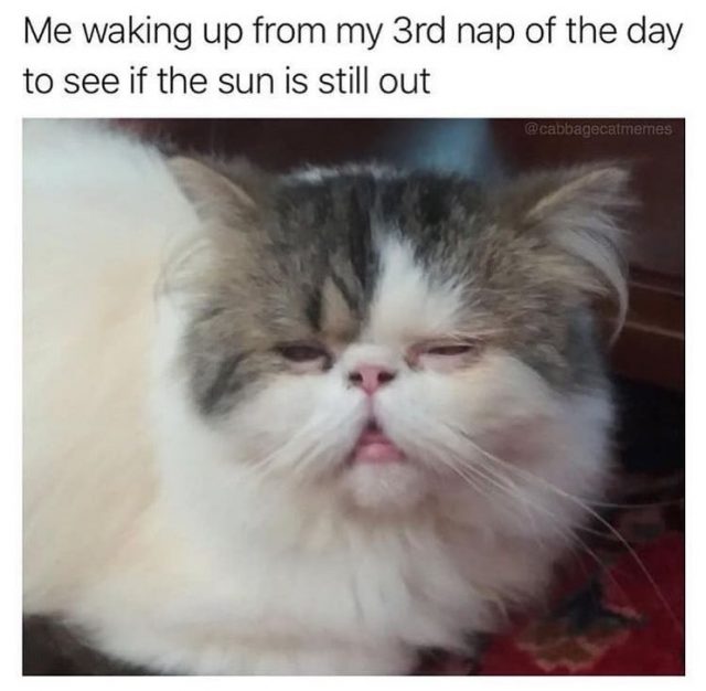 17 Funny cat memes about being quarantined – FunnyFoto - Page 11