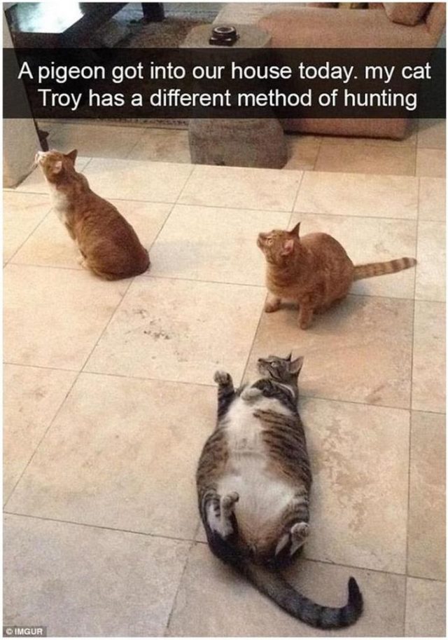 20 Hilarious Snapchat Stories That Show The Tricky Side Of Cats FunnyFoto Page 10