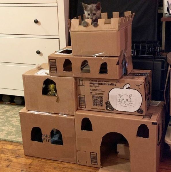 More DIY ‘Cat Forts’ to help pass the time in quarantine (30 ideas ...